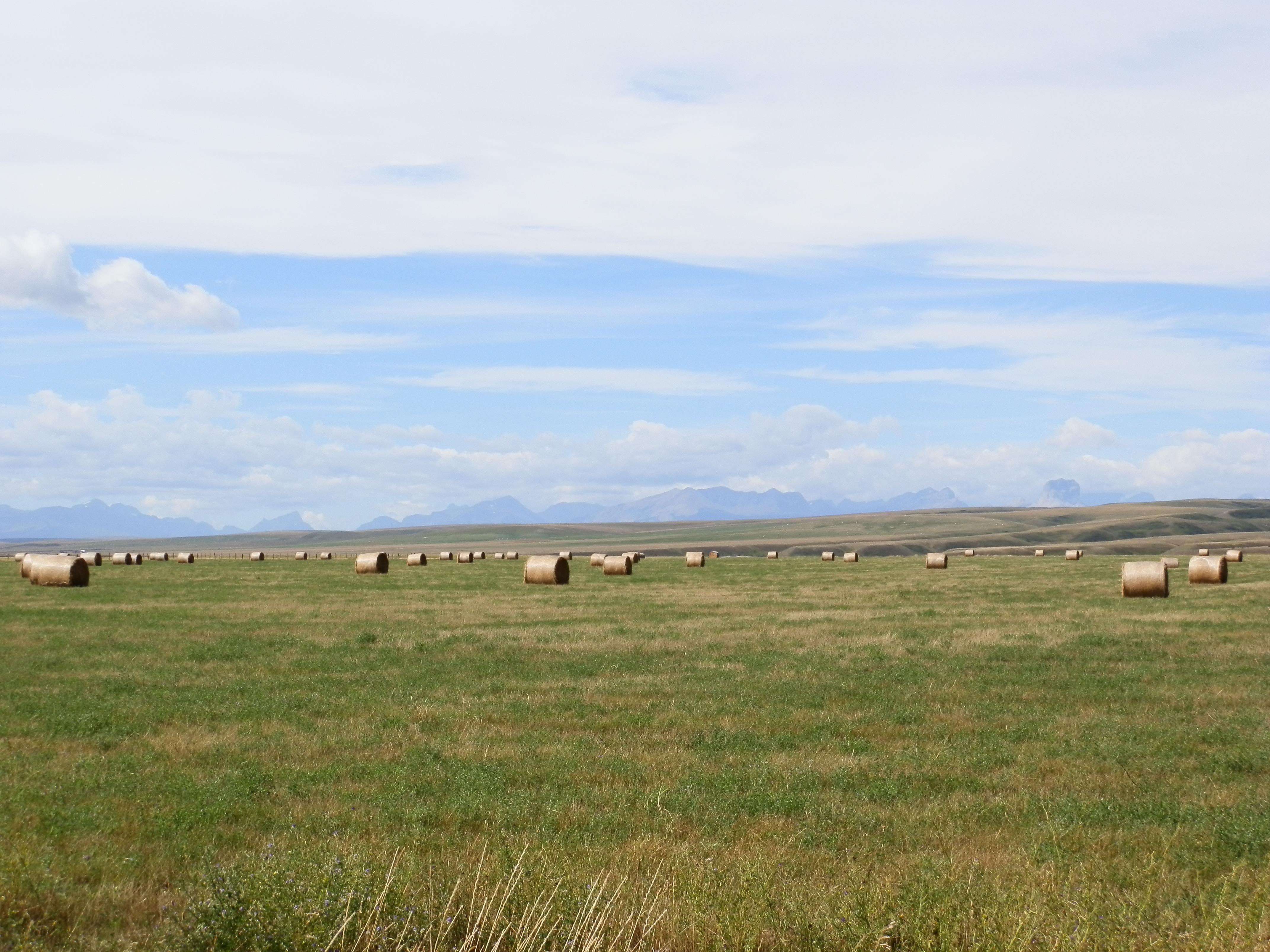 Hayfield by Kari Lewis (Valley County Extension)