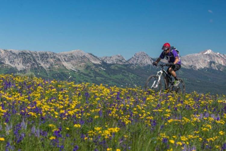 Moutain Biking near Bozeman Photo of Biker Among Wildflowers