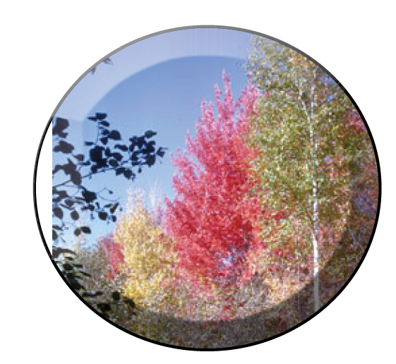 Aspen trees with fall color.