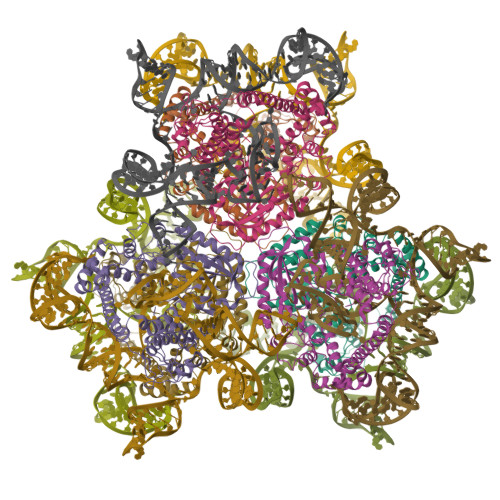 Cryo-EM structure of hexameric SenDRT9 RT-ncRNA complex