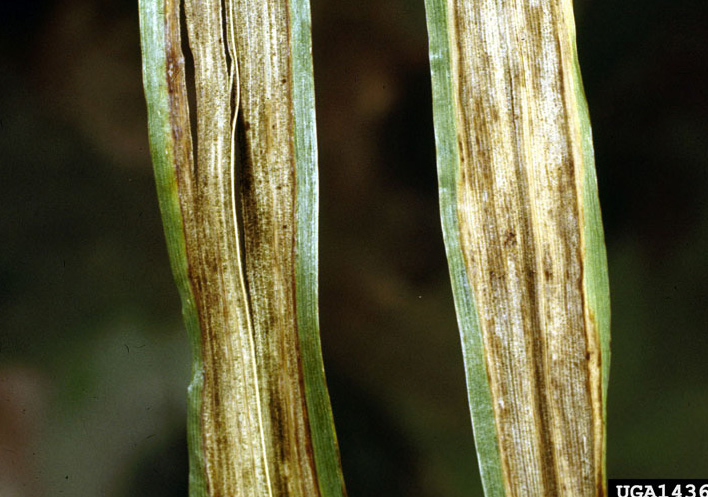 a barley leaf with barley stripe