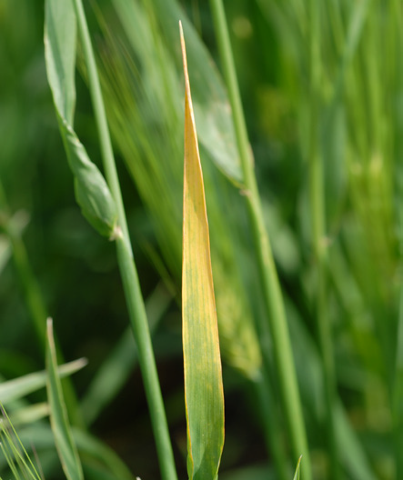 a leaf blade with barley yellow dwarf virus