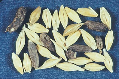 an assortment of kernels, some blackened by ergot