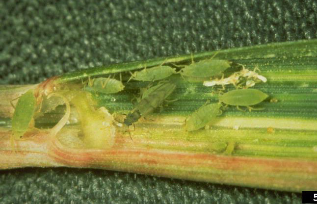 aphids on a leaf