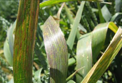 Lance-shaped leaves that have yellow and purple striations from disease.