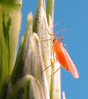 a bright orange mosquito-like insect on a wheat seed head.