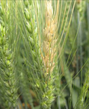 a partial bleached head of wheat due to Fusarium head blight