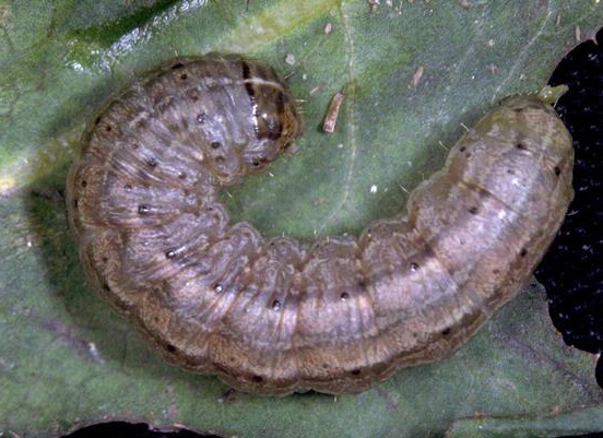 The army cutworm is greenish-brown-to-grey and the top is darker than the underside, save for a pale stripe down the center of its back. The head has dark brown freckles.
