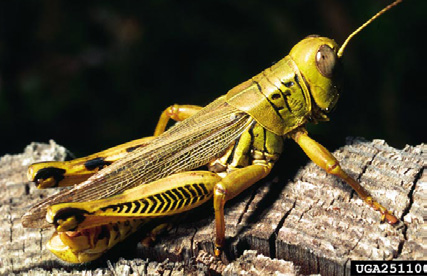 The differential grasshopper is bright yellow with distinctive black lines.