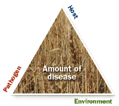 a triangle outline with an image of wheat inside the triangle. The three corners are labeled pathogen, host, and environment, and the center is labeled Amount of diease