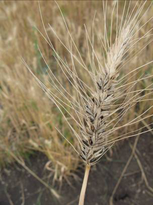 A wheat seed head with dwarf bunt has brownish black kernal-shaped smut balls instead of golden wheat kernels.
