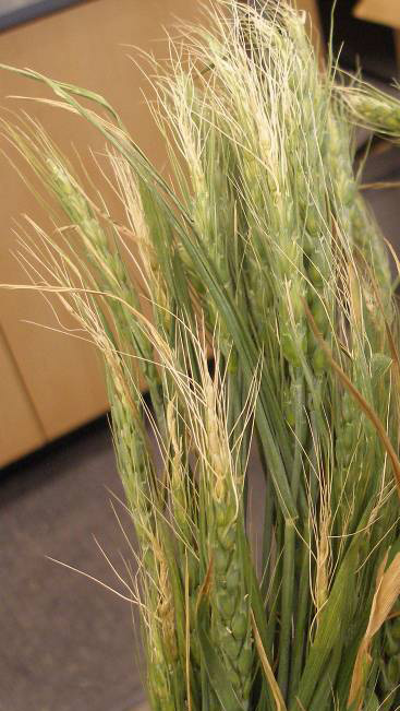 Wheat heads affected by frost injury that are white at the very tips instead of green.