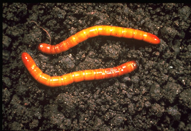 Two wireworms on top of soil are orange and the ends fading to yellowish in the center. The joints are clearly visible all long the worms.