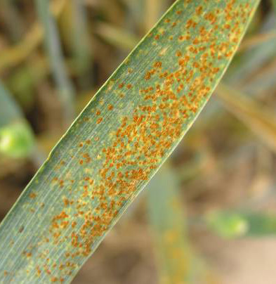 Spores appear as scattered dots on the surface of the leaf ranging from yellow to orange to brown.