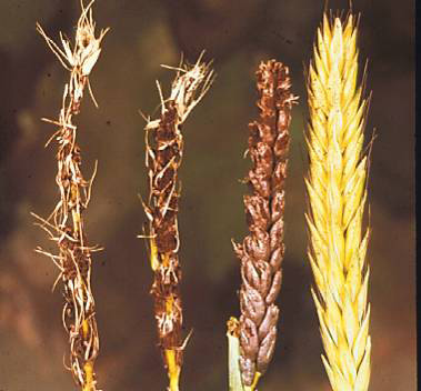 Four wheat seed heads show progressive browning and withering associated with smut.