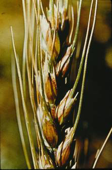 Melanism in a seed head looks like brown splotches on the sheaths and glumes, outside of the kernels.
