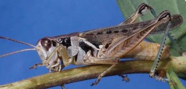 Migratory grasshopper has black and grey markings on it's upper body, and a yellowish brown abdomen