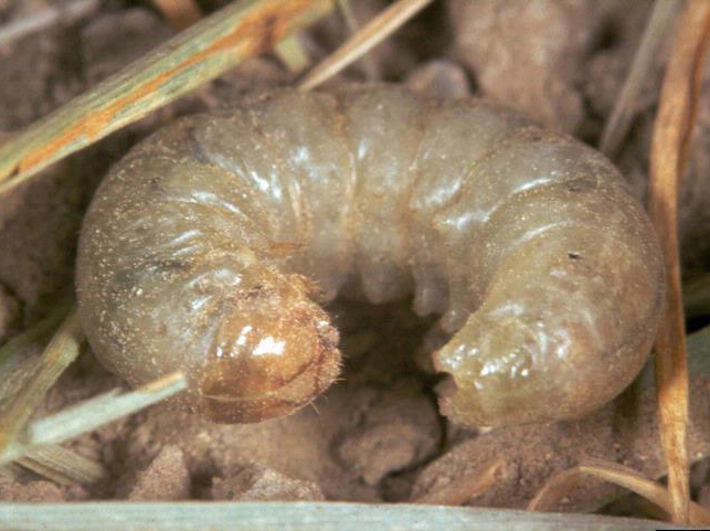 The greyish-white pale western cutworm has two verticle brown bars on the top of its head.