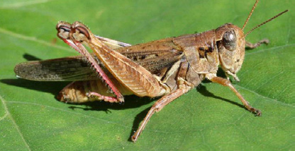 The redlegged grasshopper is a brownish-grey grasshopper with distinctive red hind legs