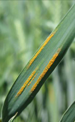 Spores appear as yellowish orange stripes that are distinct.