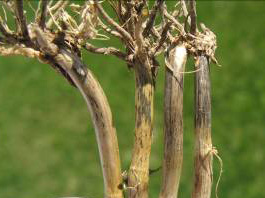 plant stems above roots have grey coloring in speckles and stripes. 