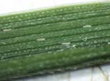 Very small white oblong mites appear in a close-up of a leaf.