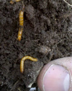 Close‑up photograph of small yellowish larvae curled in dark soil next to a human fingertip.