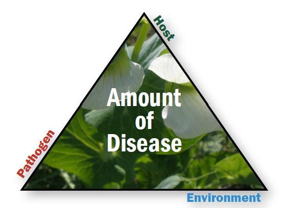 Triangle diagram with text ‘Amount of Disease’ in the center. Triangle sides labeled Pathogen, Host, and Environment, with a plant image in the background.