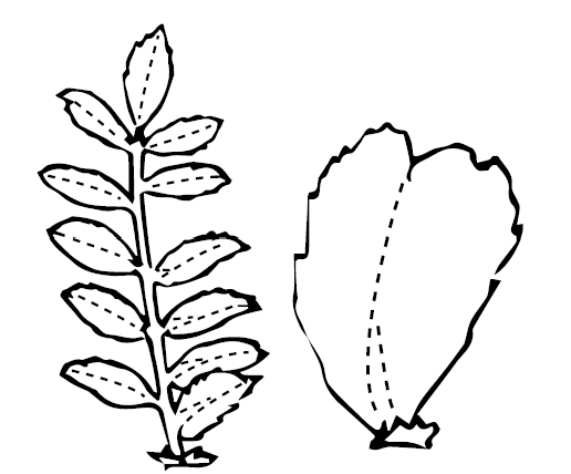 Black‑and‑white line drawings of plant morphology. Left: upright stem with multiple paired leaves. Right: single broad leaf with a dashed central vein.
