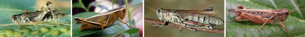 Row of four photographs showing different grasshoppers resting on green leaves and stems, each viewed from the side with varying body colors and patterns.