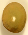 Close‑up photograph of a single oval yellow-green lentil with a chalky white spot..