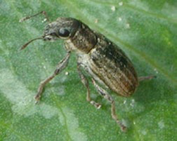 Close‑up photograph of a brown beetle with an elongated body on a green leaf.