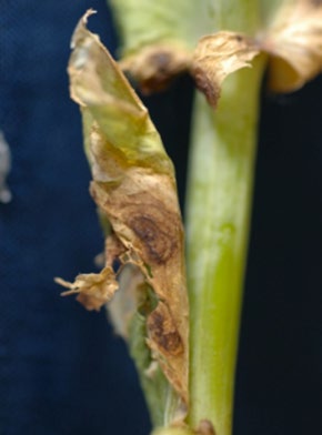 Close‑up photograph of a plant stem with a brown, dried lesion on the outer tissue.