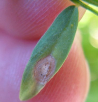 Close‑up photograph of a green seed held between fingers, showing a circular tan lesion on one side.
