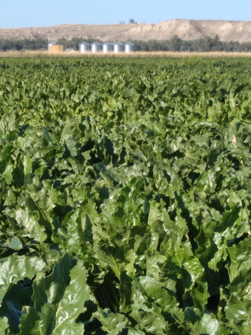 Field of green Sugar Beets near Hardin, MT