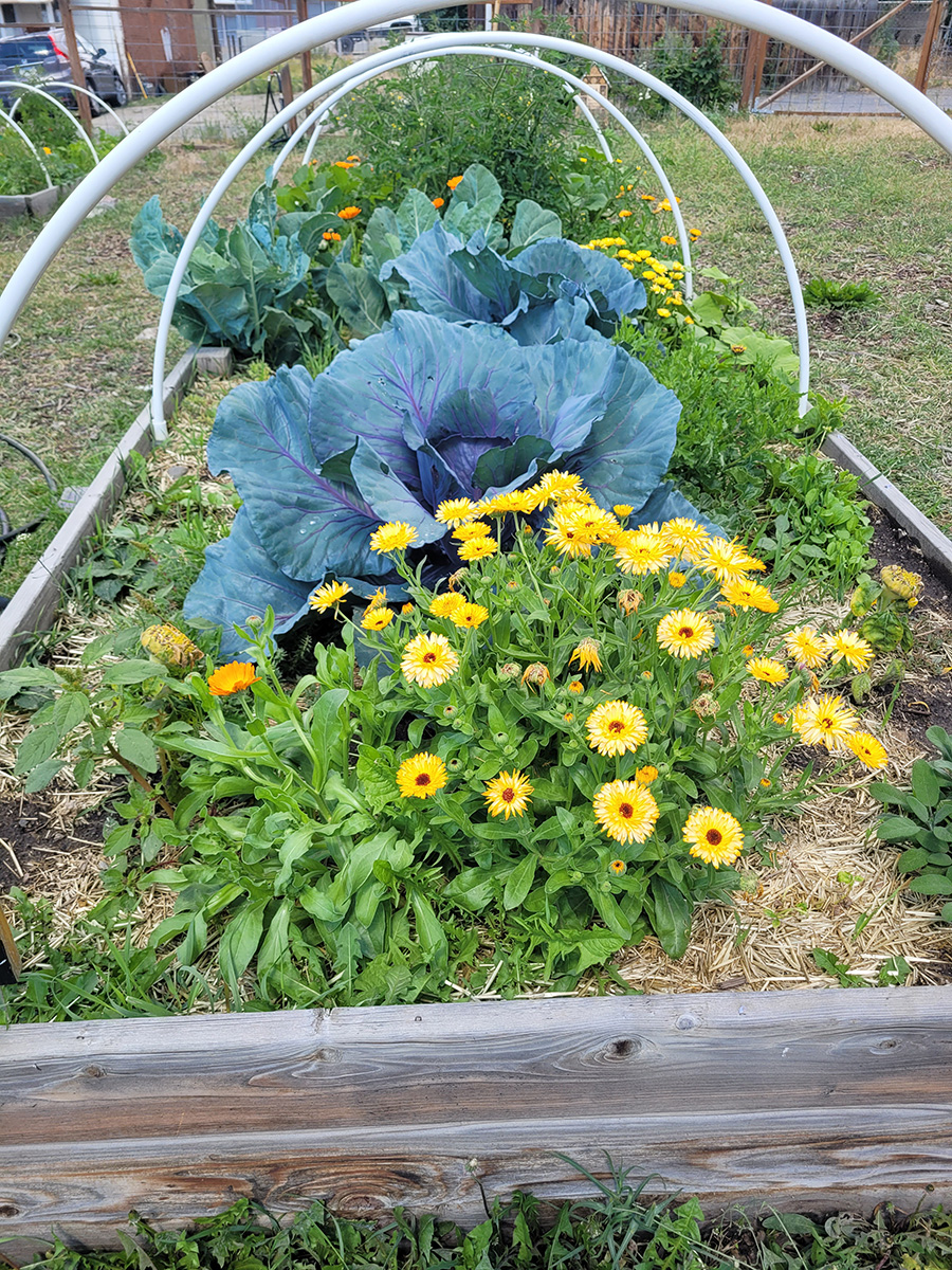 The community garden plot in full bloom