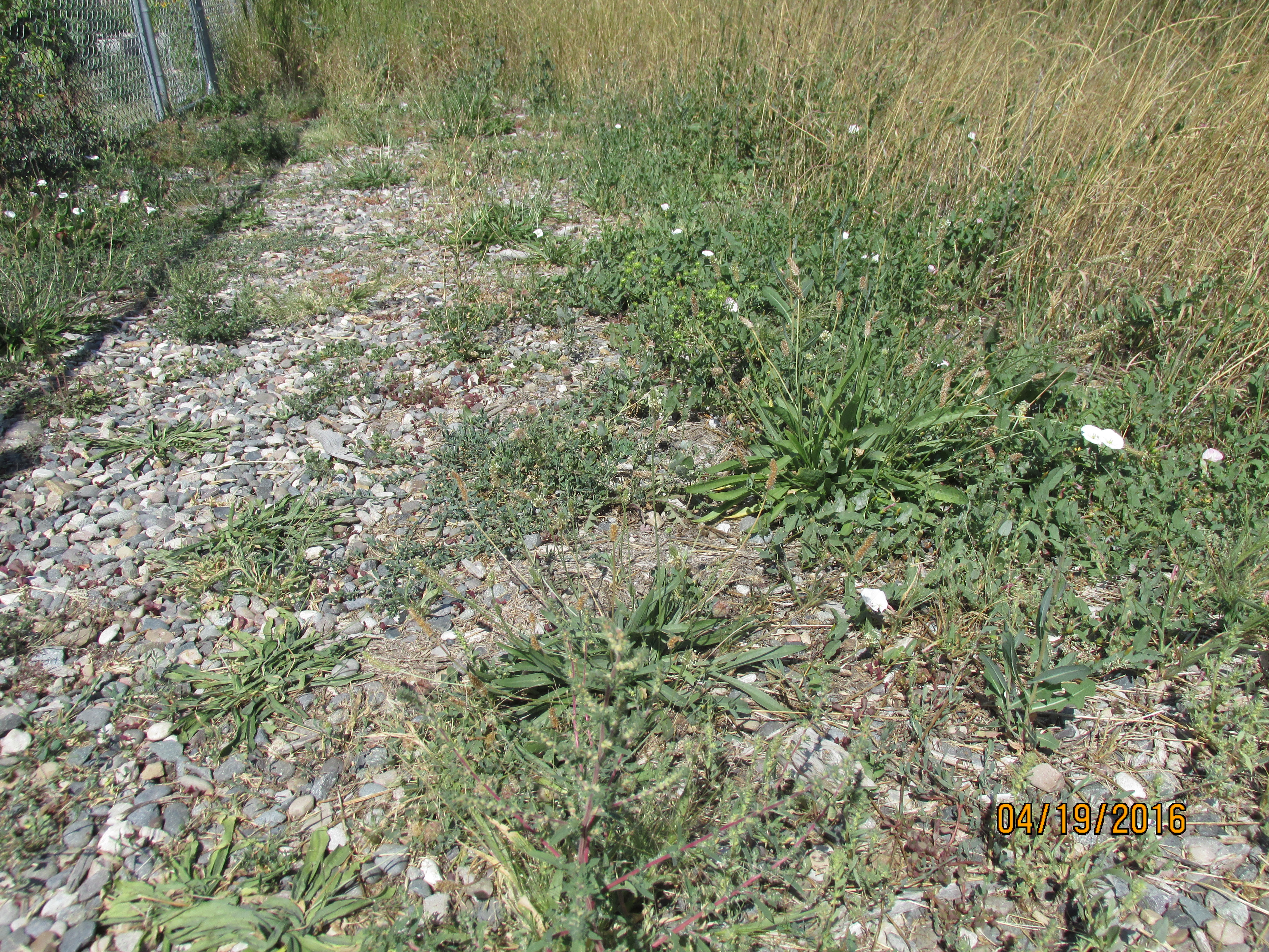 Weeds in gravel