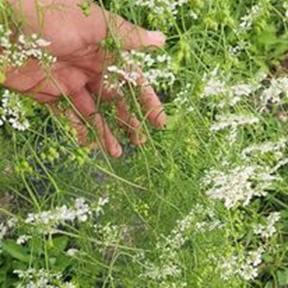 Seed saving efforts