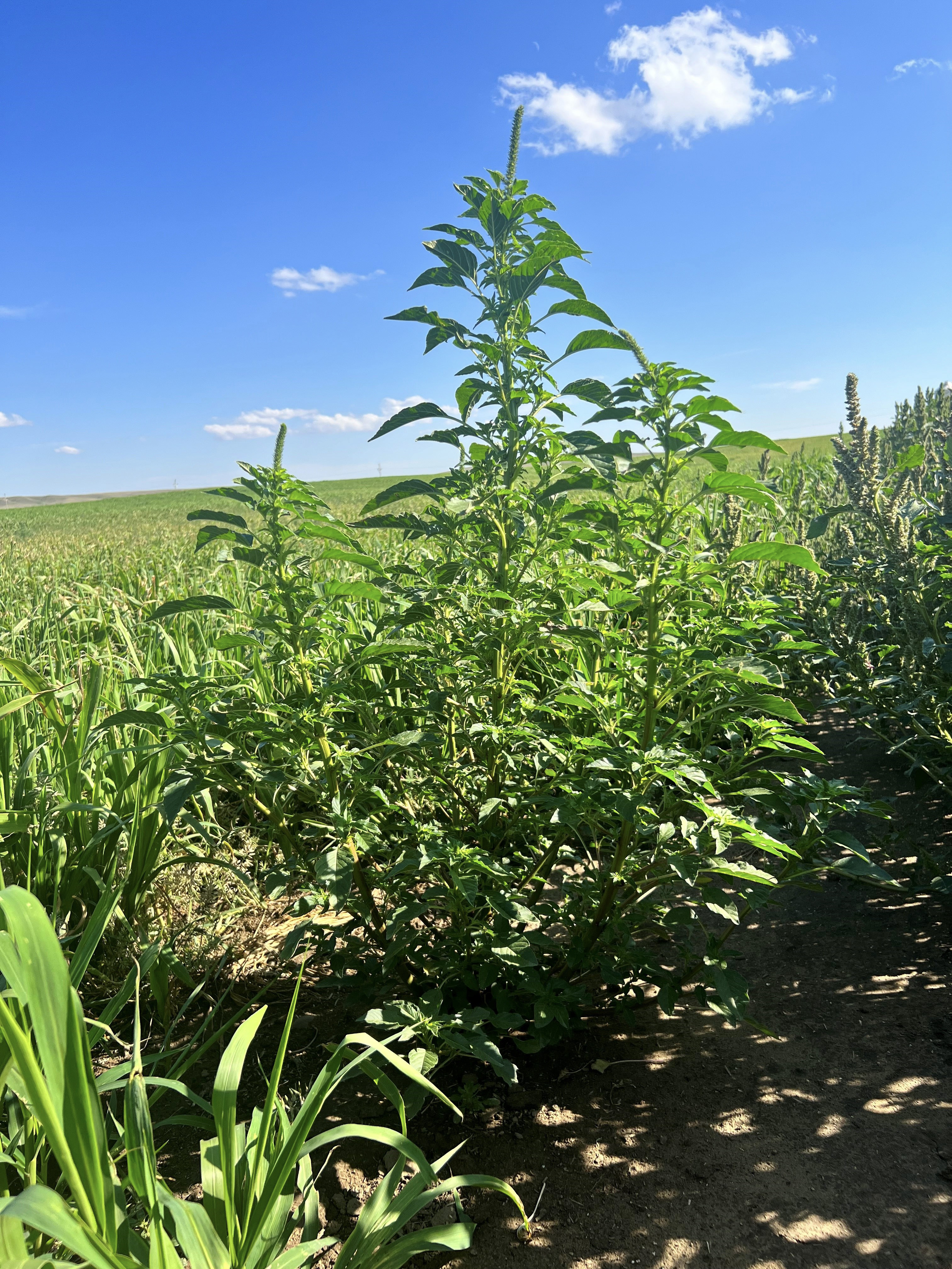 Palmer amaranth plant found in Daniels County