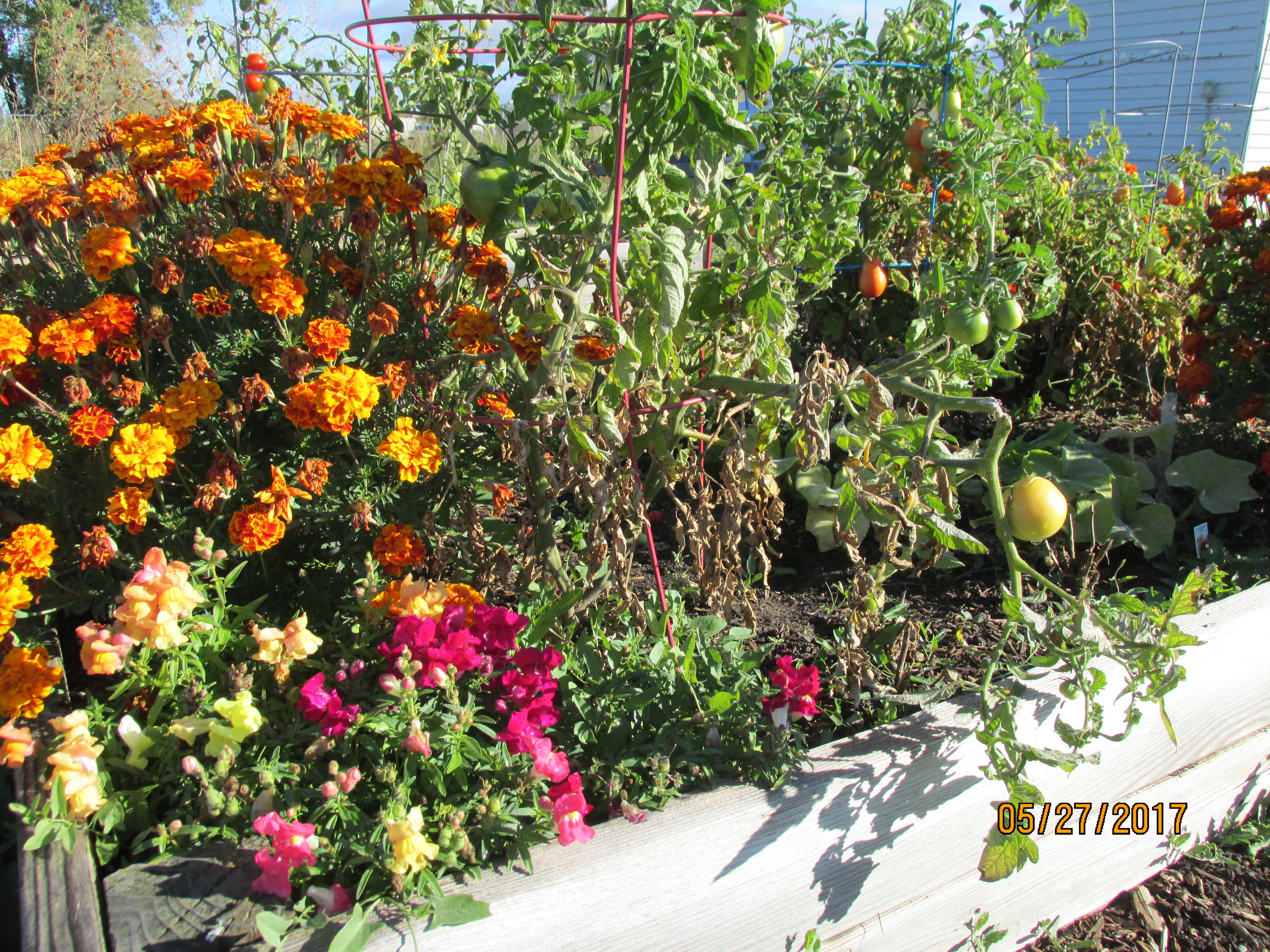 Raised Bed Garden Plot