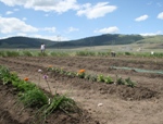 rows of plants in a valley