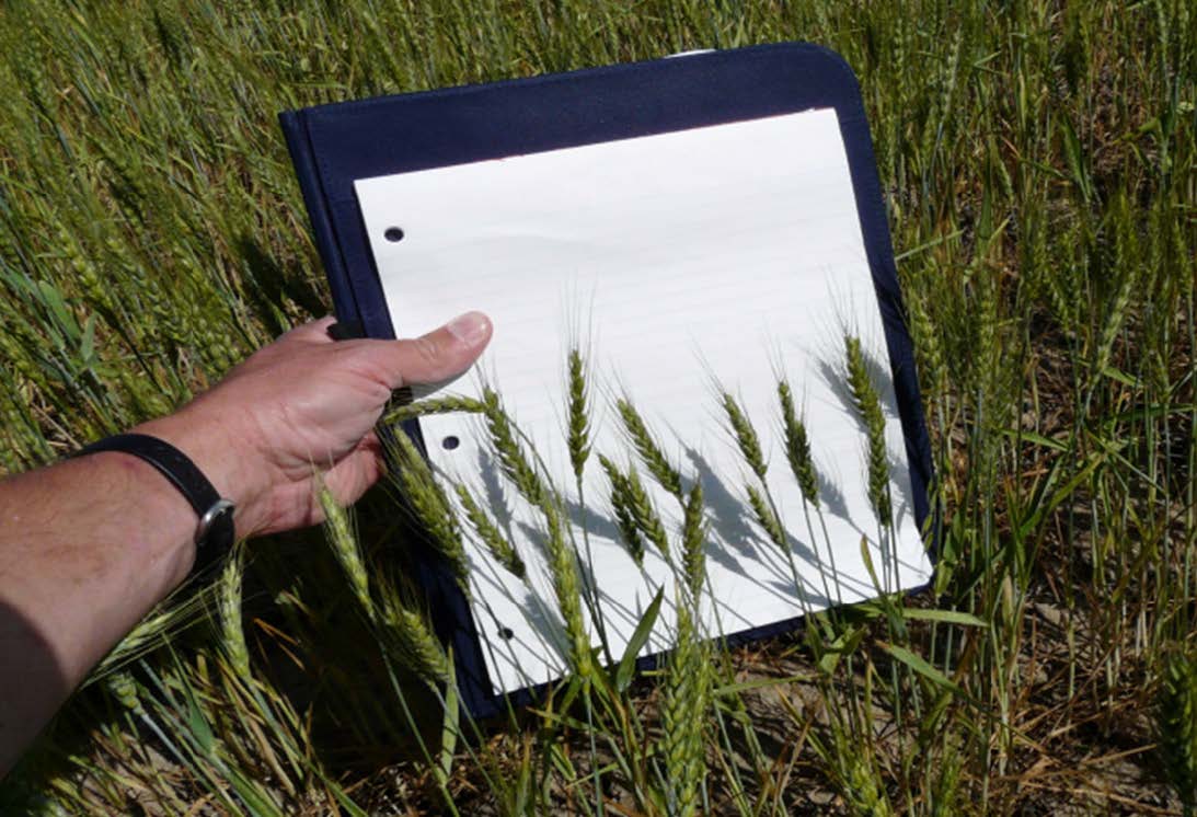 Figure 7. Identical crop and timing 200 yards from Figure 6 without a windbreak protection.