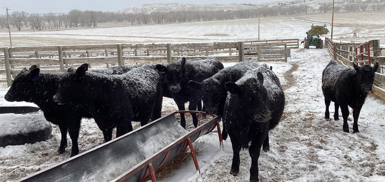 Cows on the range.