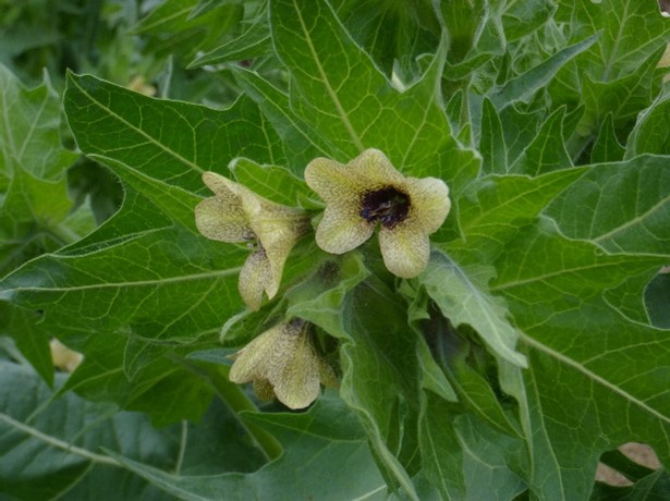 A cluster of pale yellow flowers with purple veins and purple centers. Flowers are surrounded by leaves with a creamy white mid-vein.
