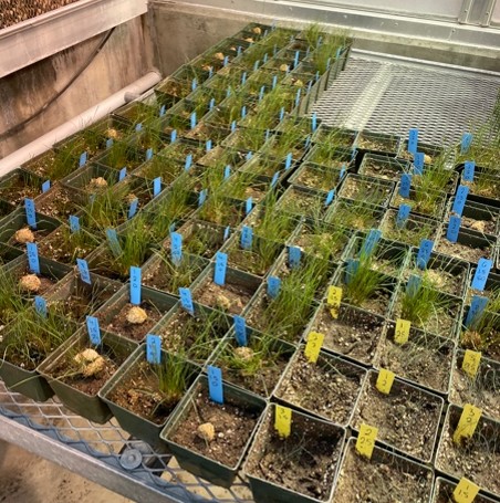 Square black containers with grass seedlings growing in them. Containers are arranged side by side and sitting on a metal table in a greenhouse.