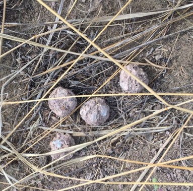 Four whitish colored pellets on the ground with plant litter scattered around.