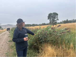 A person standing alongside a road pointing at a ditch. The ditch is filled with a tall, green grass with reddish brown inflorescences.