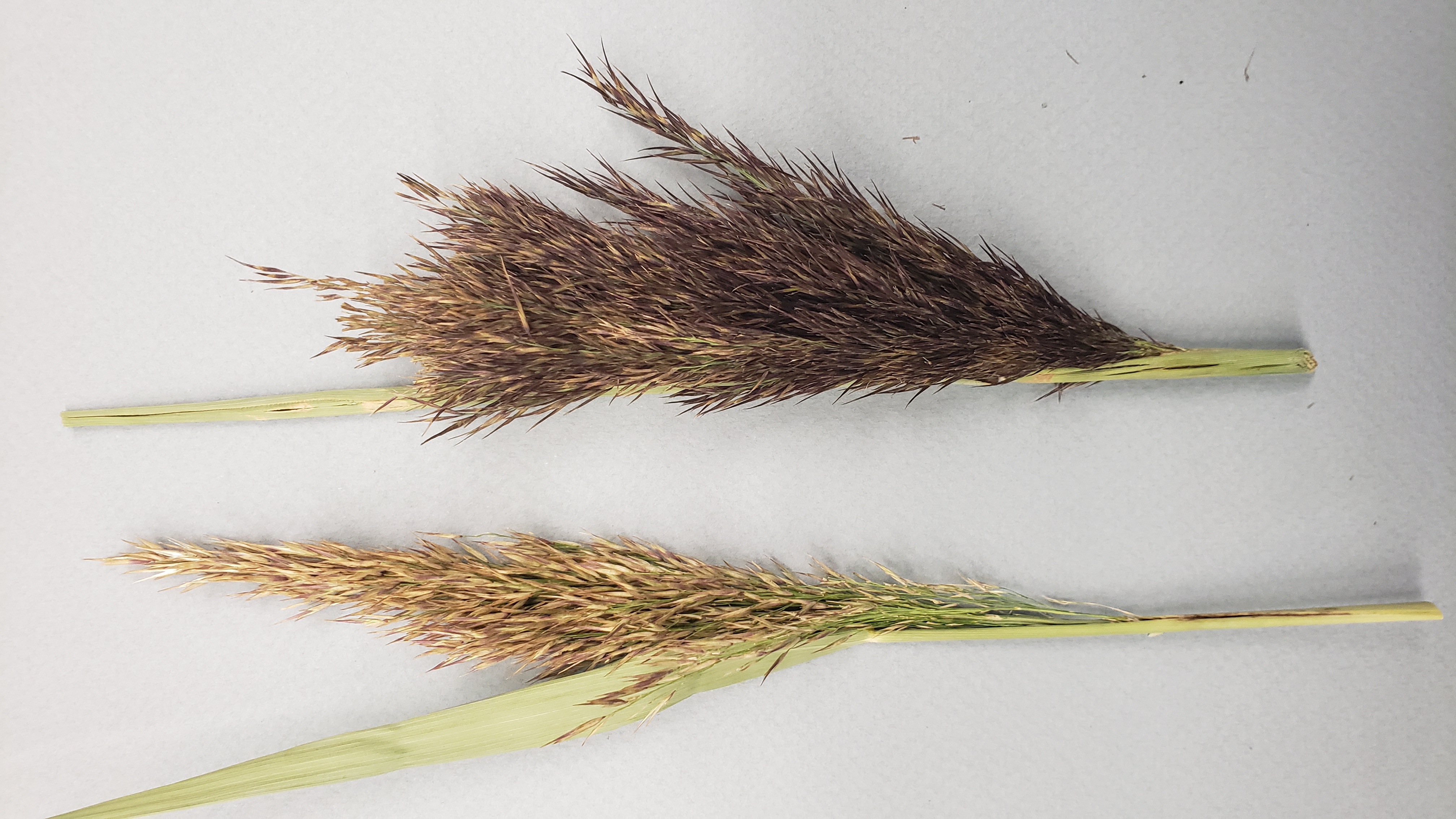 A close-up of two grass inflorescences with the one on the left being a lighter color and less dense than the one on the right.