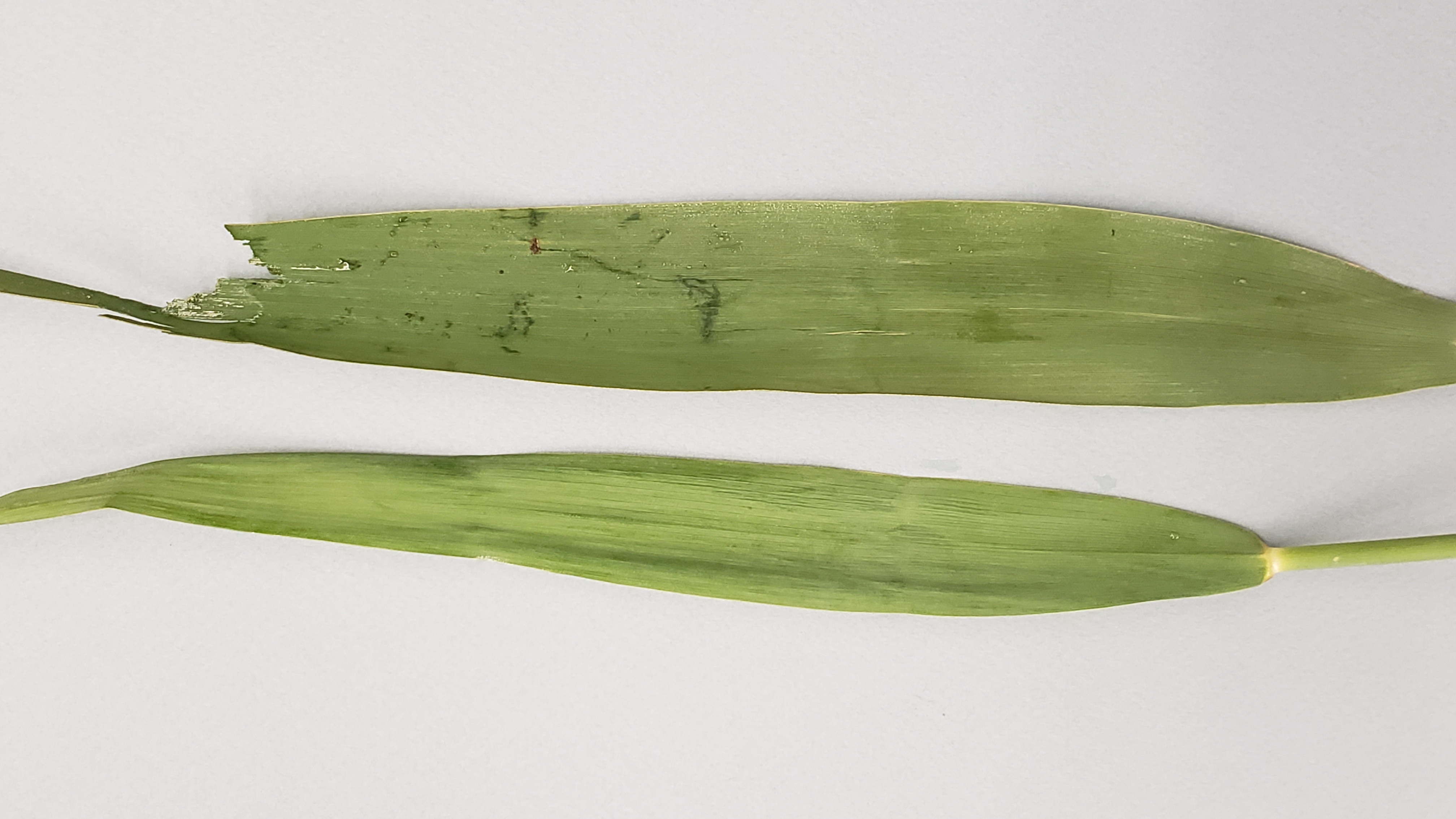 A close-up of two leaves, the one on the left is lighter green and narrower than the one on the right.