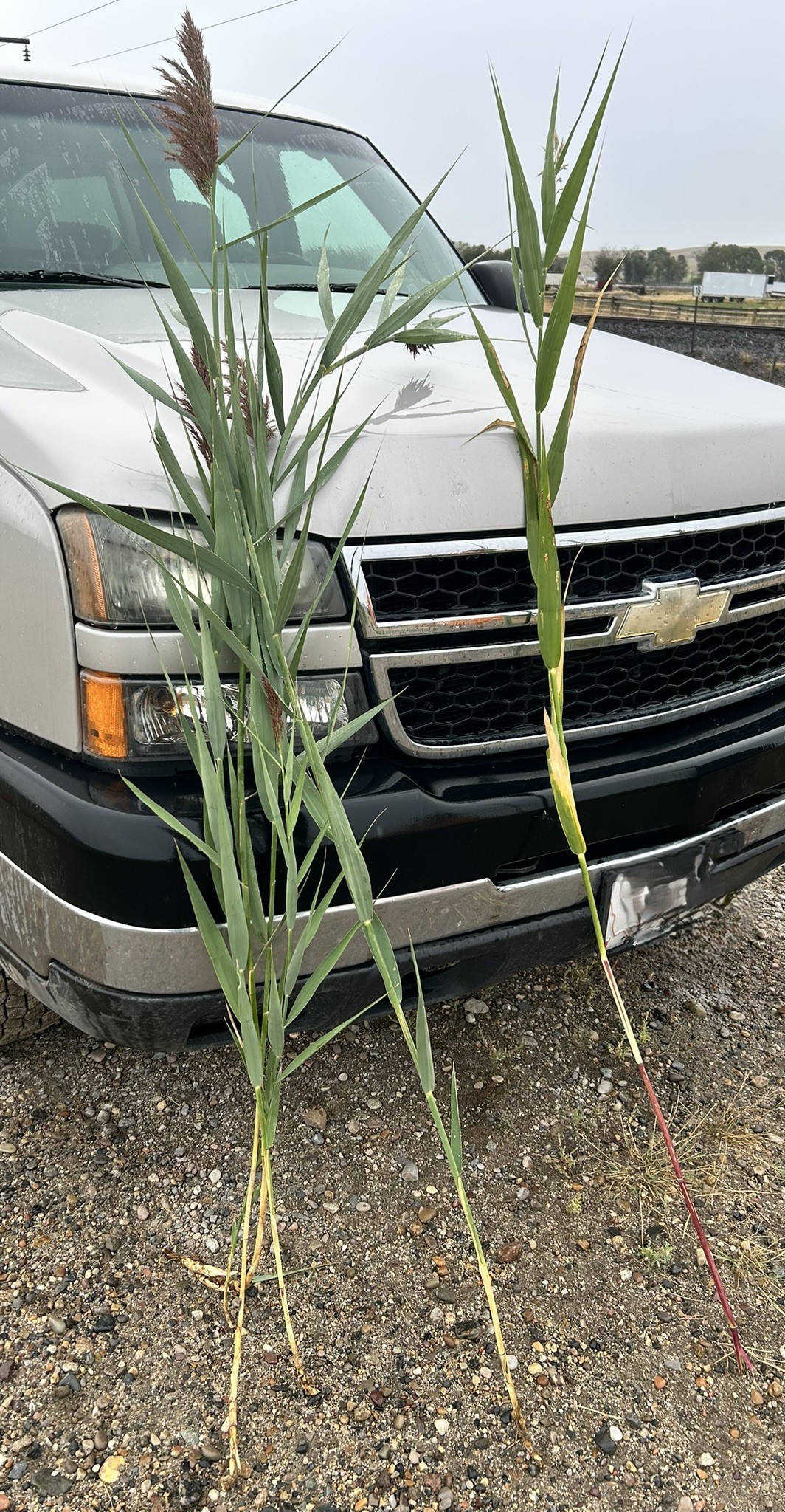 Two grass plants leaning against the front of a pickup truck.